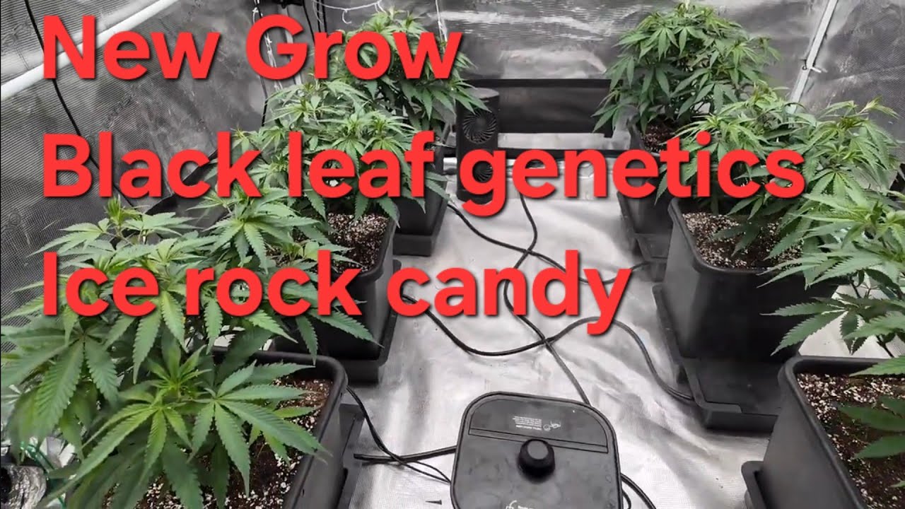 New grow 5x5,  Black Leaf Genetics Ice Rock Candy. 3x3 Solfire Strawmata.