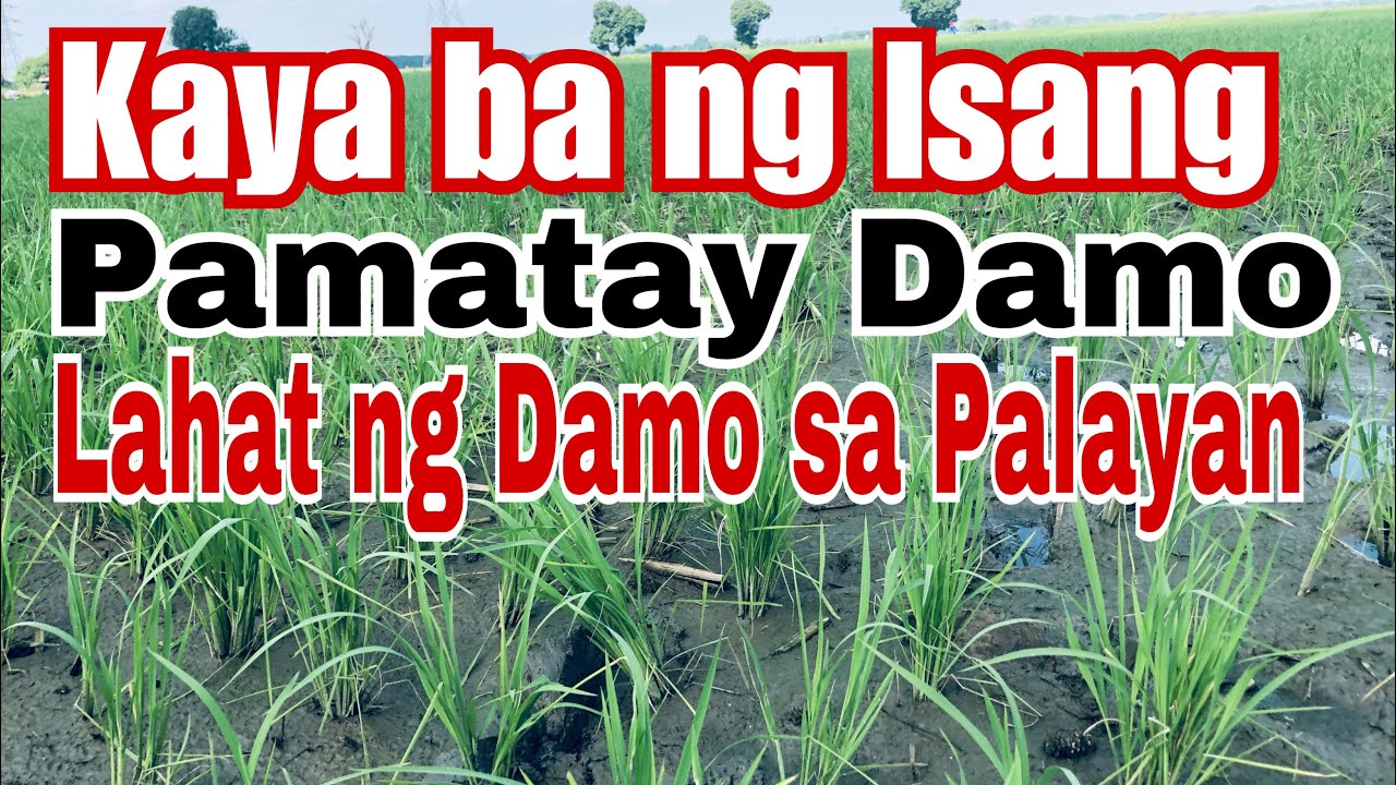 Ano ang Nangyari sa Damong Inisprehan ng Nominee sa Palayan