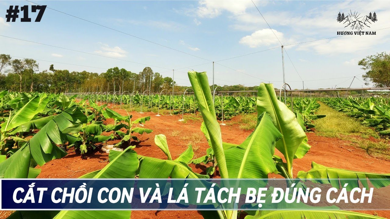 #17 Cách cắt tỉa lá gốc, cắt chồi và phòng bệnh Panama cho cây chuối #banana #chuối