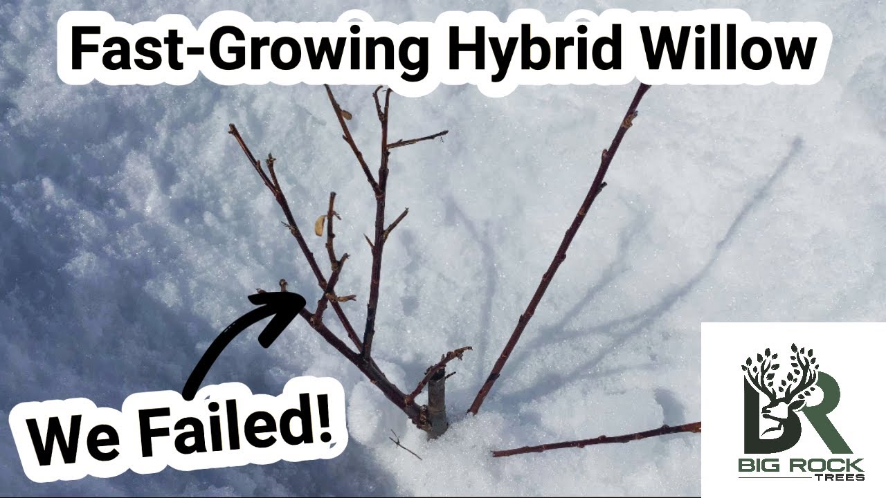 Fast-Growing Hybrid Willow Planting Mistake!