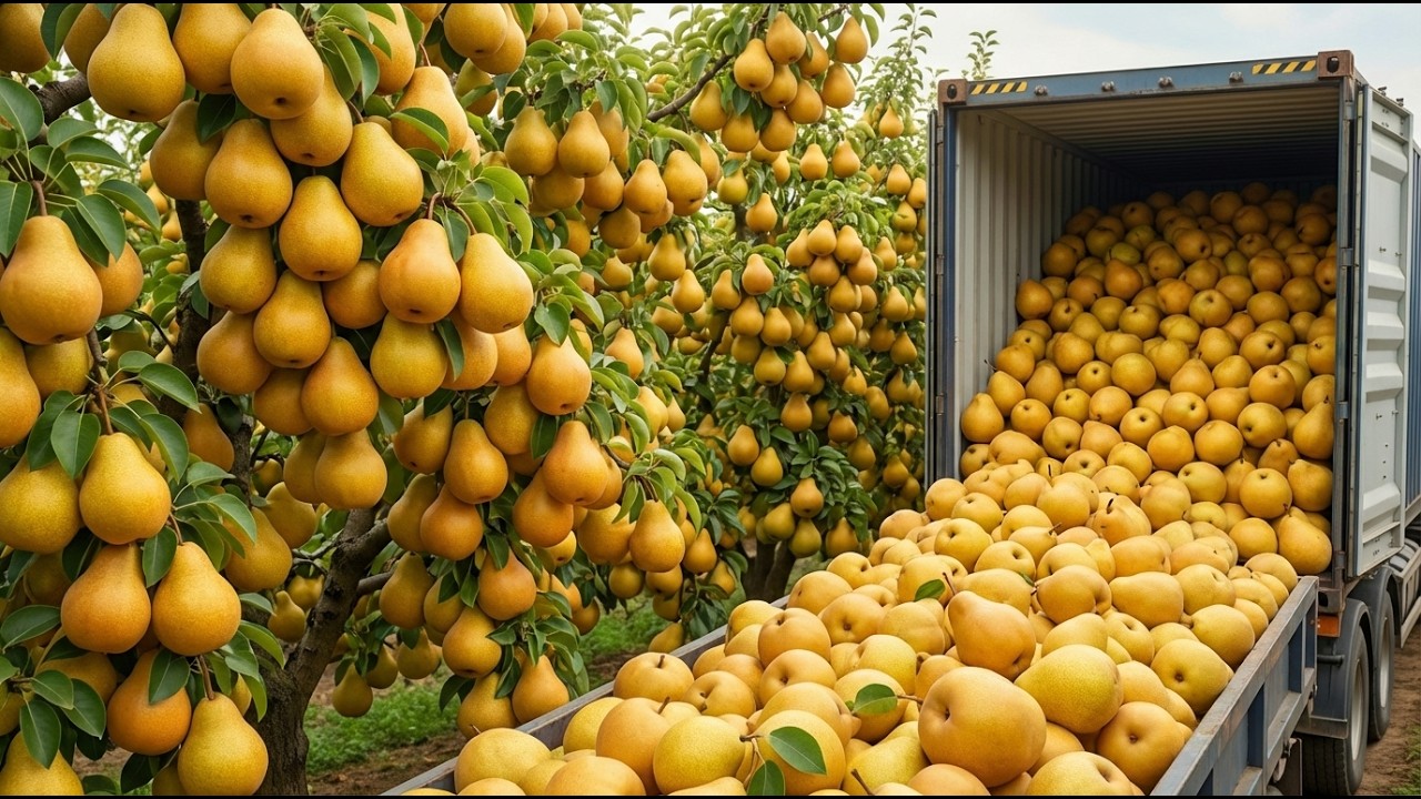 How Yellow Pear Is Grown | From Flower to Super Large Round Golden Harvest