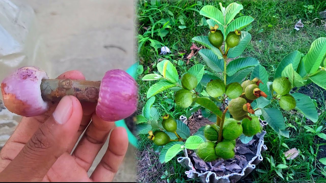 Guava Tree Innovative planting of plantains with onions, fast growing, 100% success