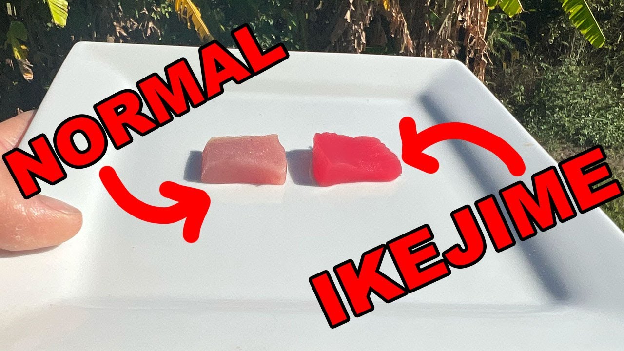 The Taste Difference You Can SEE | Ikejime vs Non Ikejime | Yellowfin Tuna CC&C