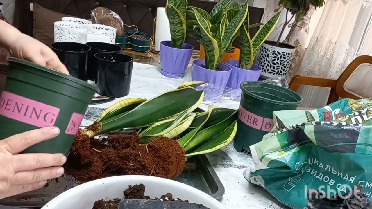 19 ДЕКАБРЬ  ГУЛЛАРНИ ЧИРОЙЛИ ГУЛТУВАКЛАРГА ЭКАМИЗ🪴🌲🪴🌲🪷🏵🌹🥀🌺🌷🪻⚘️🌿☘️🍀🪴🌲🪴🍁🌲