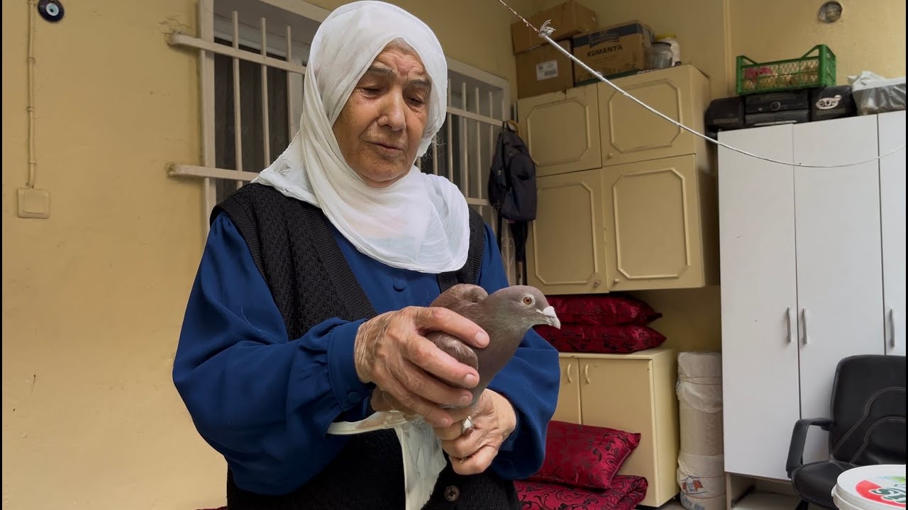 Annem Sokakta Kaçak Güvercin Yakaladı ( Posta )