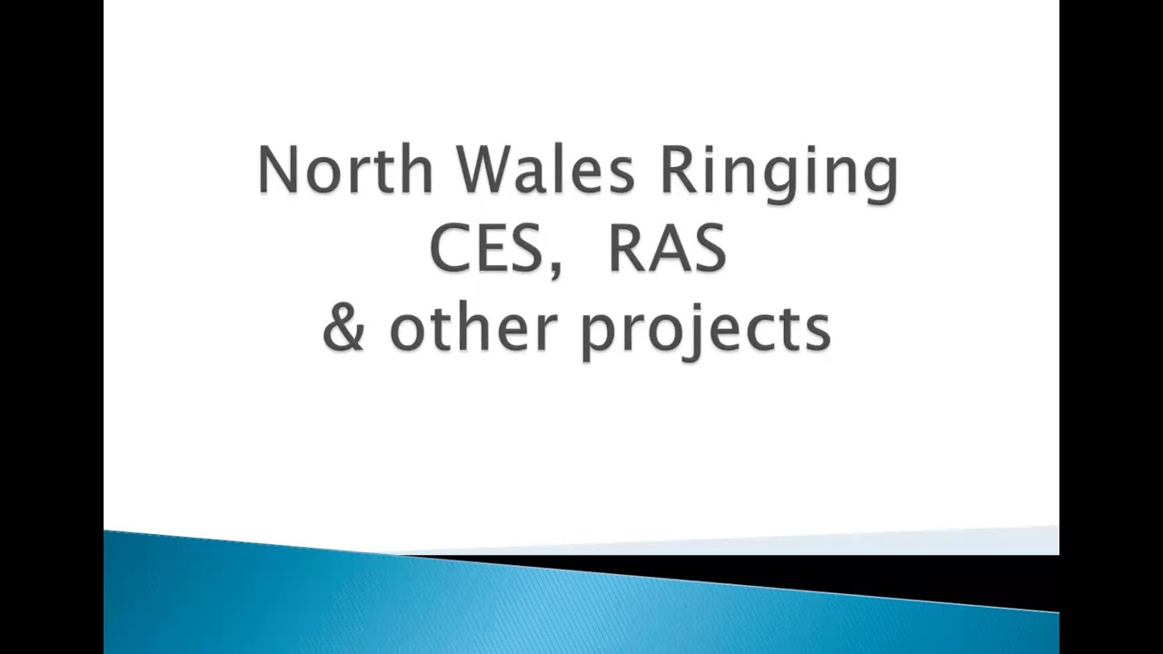 North Wales Ringing CES, RAS and other projects with Stephen Dodd