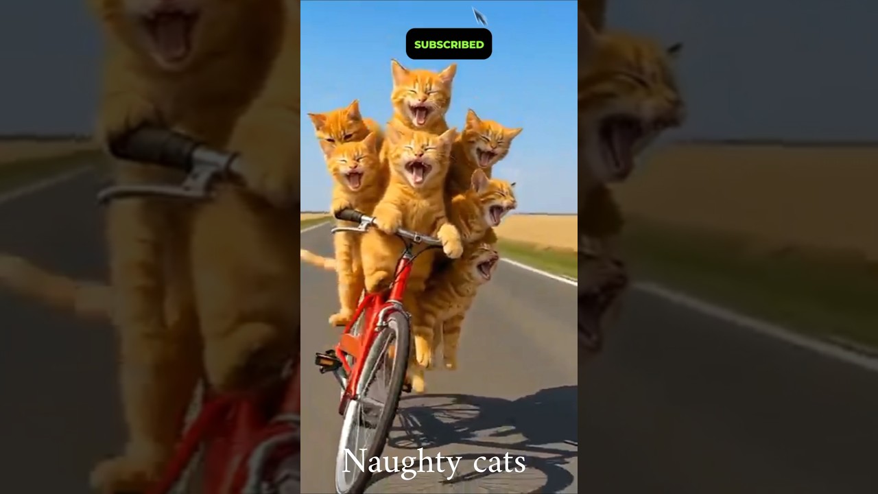Naughty Cats Doing Crazy Things 😂🐱 #Shorts