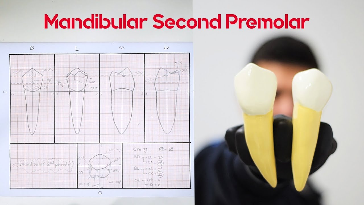 Drawing of Mandibular Second Premolar | رسم الأسنان