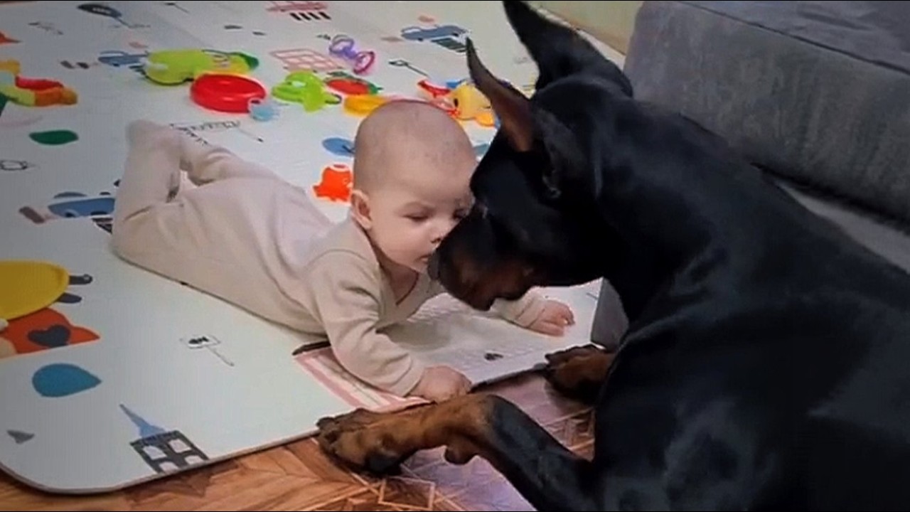 This 95lb Doberman Was 48 Hours From Being Put Down—Then a Baby Girl Changed Everything