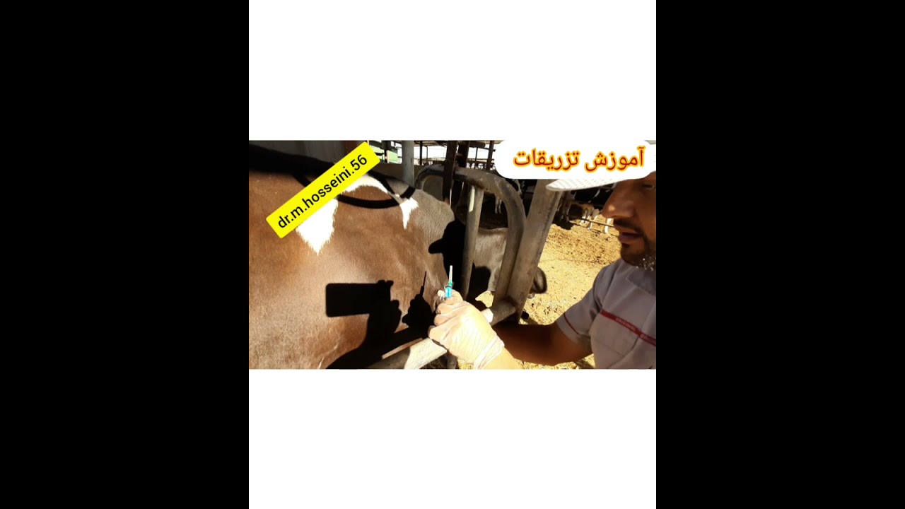 آموزش تزریقات در گاو شیری