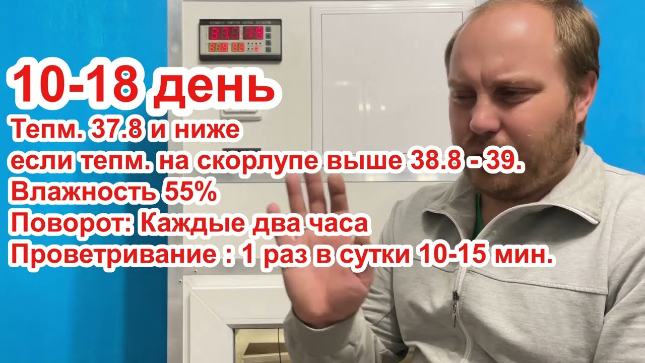Инкубация куриного яйца с 1 по 21 день.
