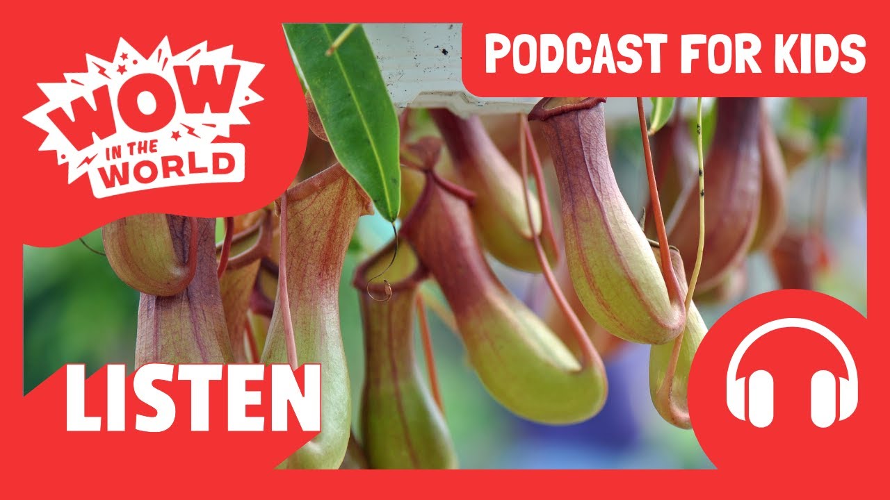 What's that Smell? It's an Insect-Eating Plant! | PODCAST FOR KIDS 🎧 | Wow in the World FULL EPISODE