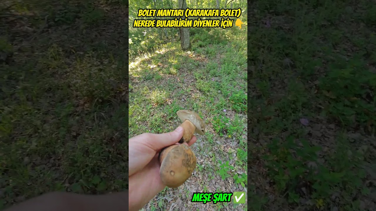 Bolet Arayanlar İ&ccedil;in