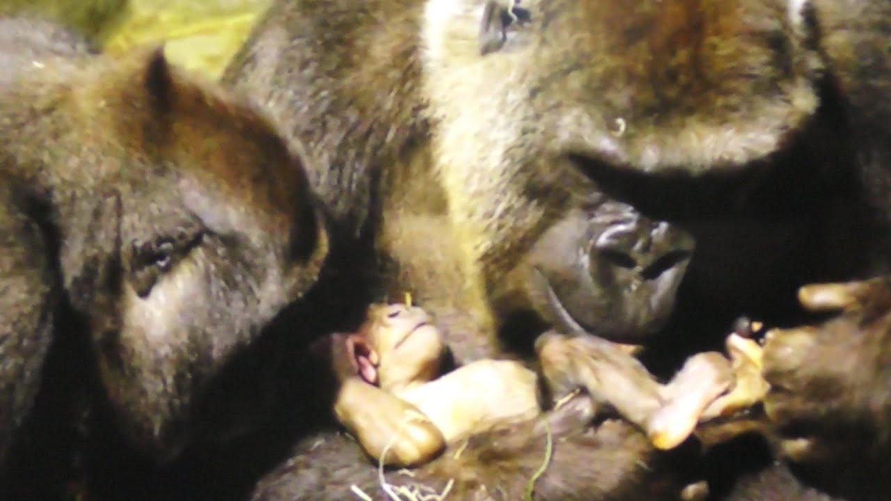 キンタロウが生まれた頃の未公開映像を💗動物園のモニターを含む