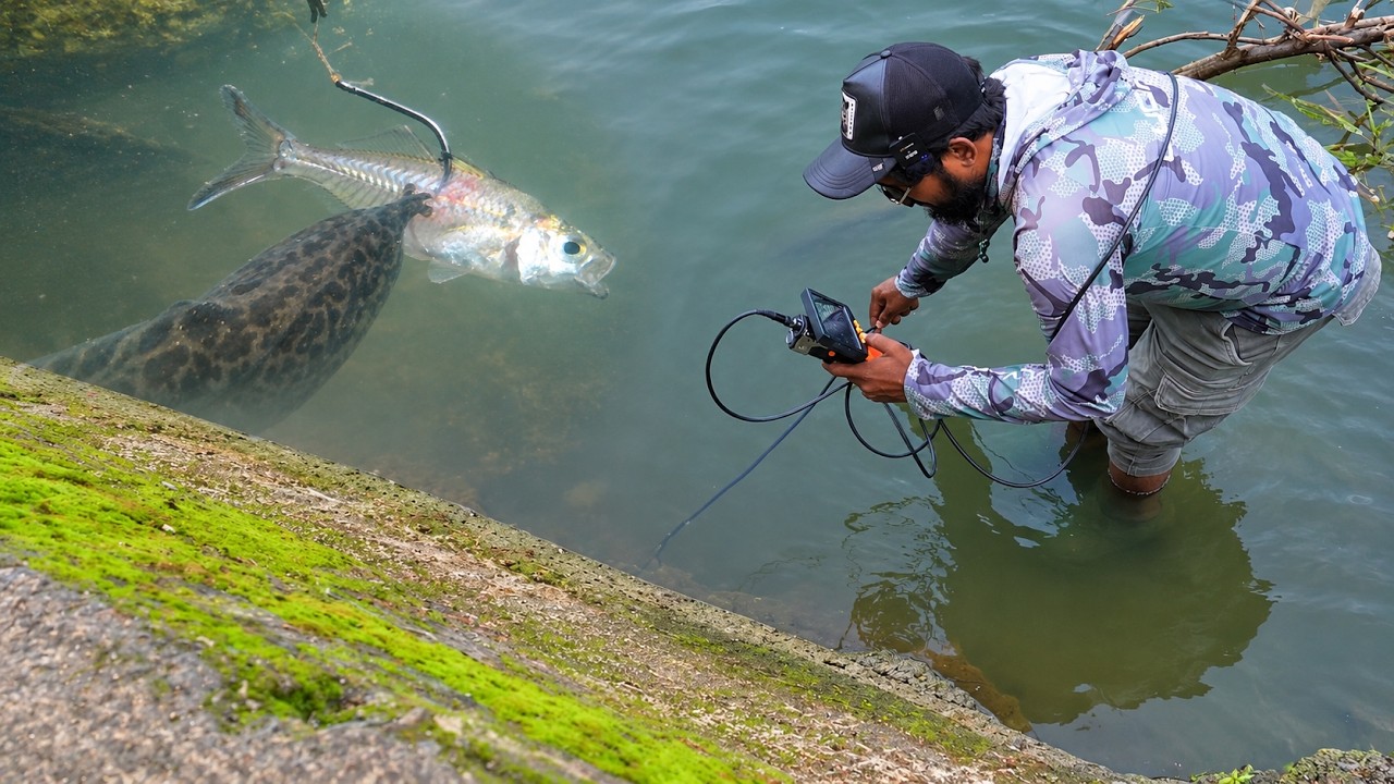 LIVE ATTACK कैमरे में कैद! 😱 | BAAM FISH के बिल में CAMERA डाल दिया🎣|| KAAL FISHER