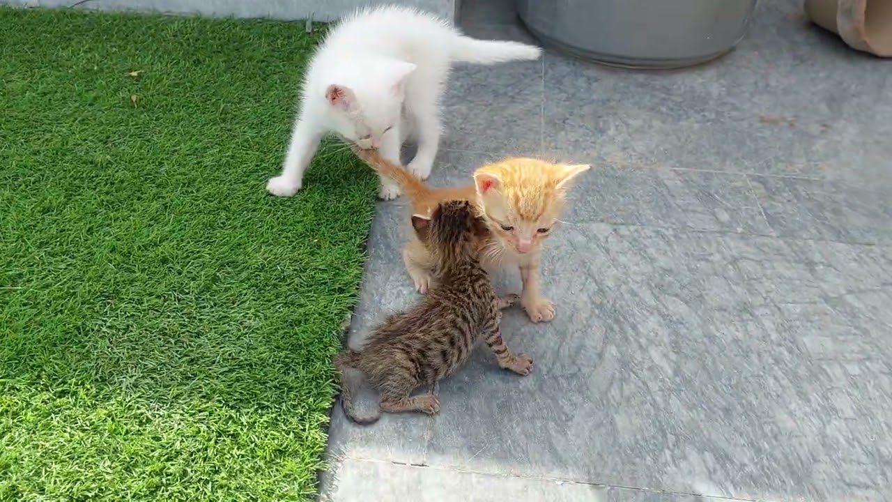 2 Orphan Kittens Hiding From Angry Mother Cat