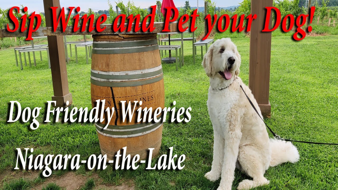 Dog Friendly Wineries - Niagara-on-the-Lake! Bring your dog with you for a wine tasting weekend.