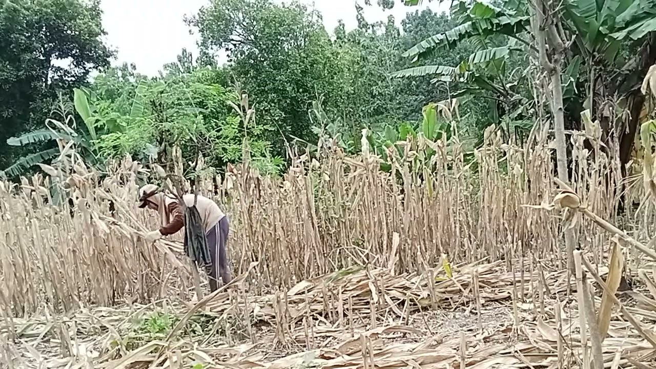 KEGIATAN SEHARI-HARI EDISINYA MASIH TENTANG  MBABATI TEBON GUYSS  #syahrllananda 