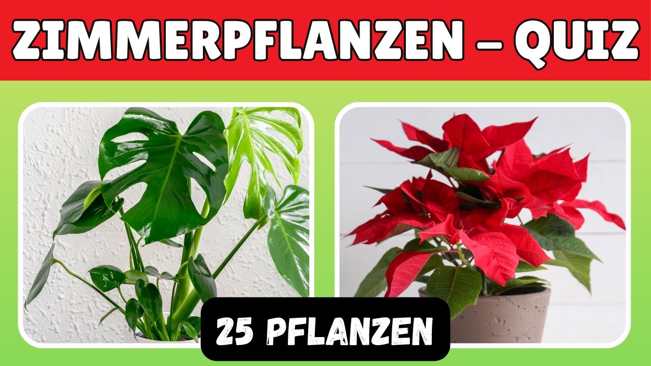 Erkennst du die Zimmerpflanze nur am Bild? 🌱 Quiz für Pflanzenfreunde!