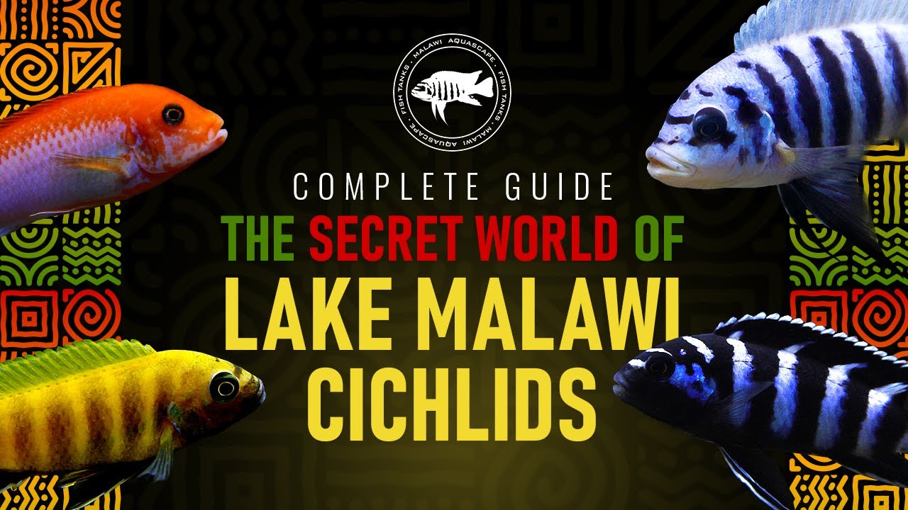 Secrets of Cichlids from Malawi Lake