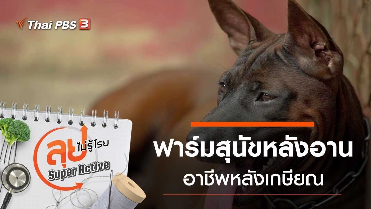 ฟาร์มสุนัขหลังอาน หลังเกษียณ : ลุยไม่รู้โรย Super Active