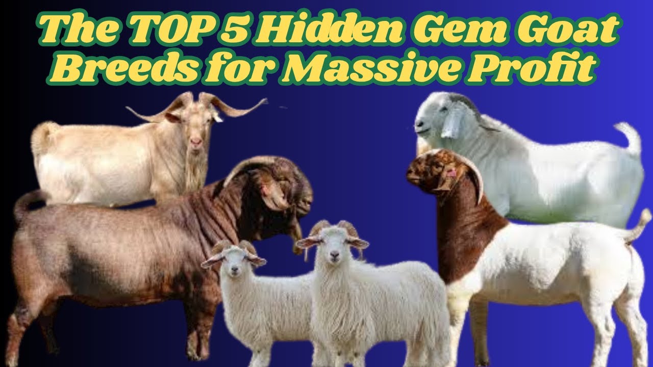 The TOP 5 Hidden Gem Goat Breeds for Massive Profit