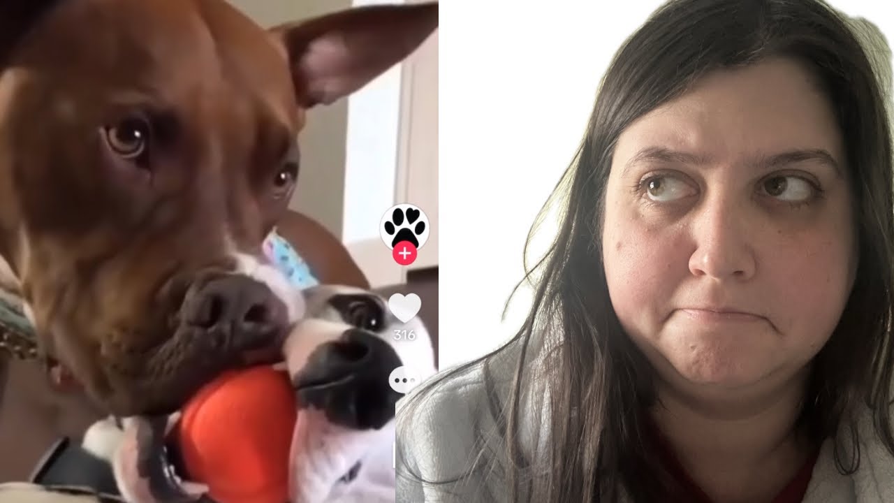 Reacting to Hilarious Dog & Cat Moments That Never Get Old (TikTok Edition)