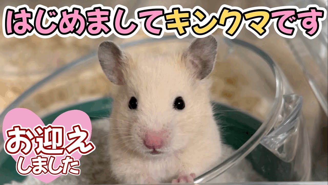 【ご報告】生後1ヶ月のキンクマハムスターをお迎えしました