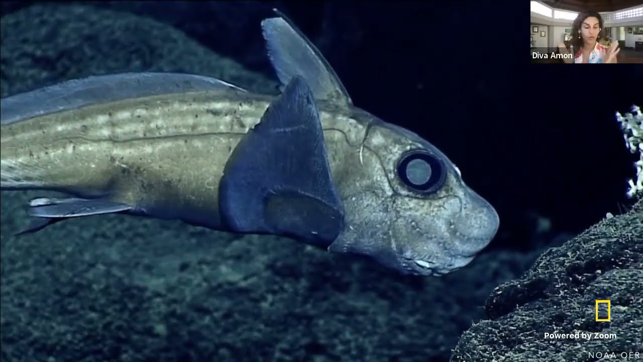 Explorer Classroom | Journey into the Deep with Diva Amon