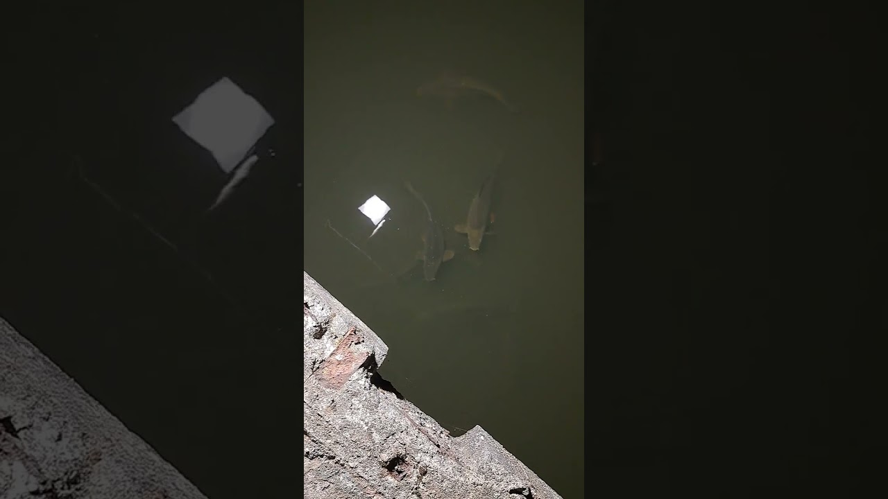 Embalse de Trasona .Monstruos de Rio