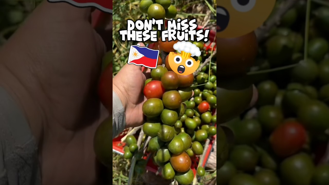 Rare Filipino Fruits Don't Miss Out on Trying This! 🇵🇭🍍