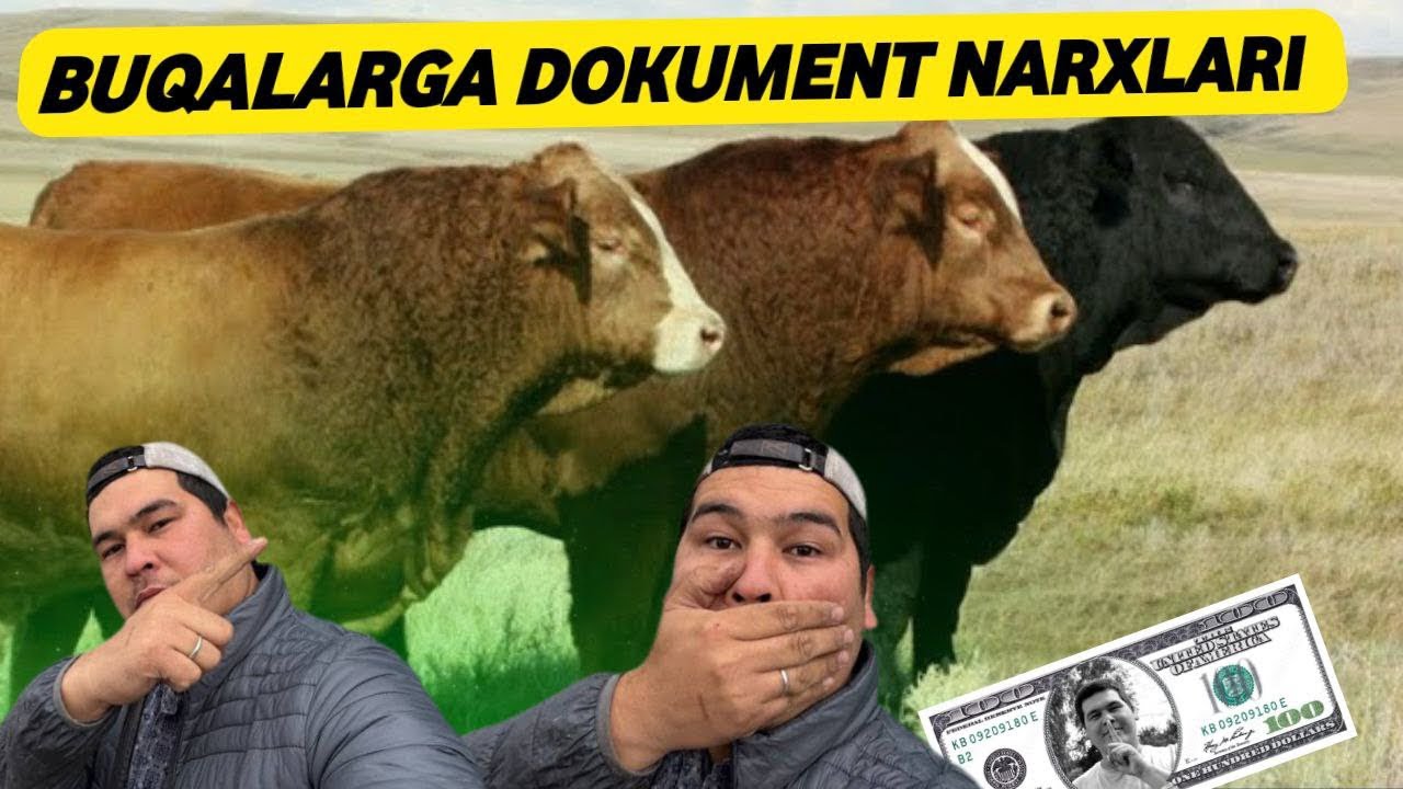 ROSSIYADAN BUQA OLIB KELISH QANCHAGA TUSHADI