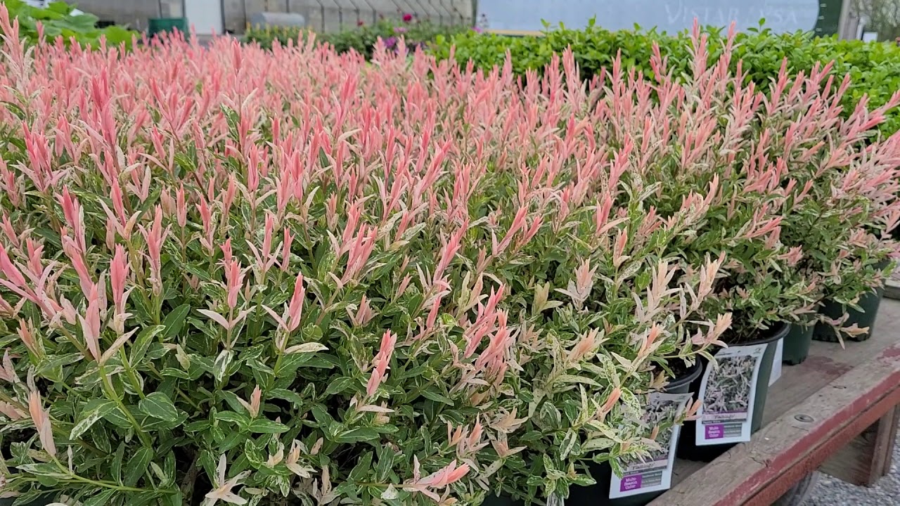 Salix 'Flamingo' (Dappled Willow) // STUNNING,⚡️ Easy to Grow, Eye-catching Color!