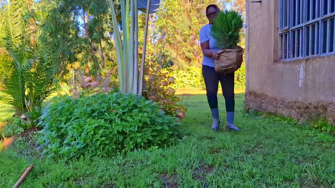 Time to tidy up my home. Another tree planted.  Harvest vegetables