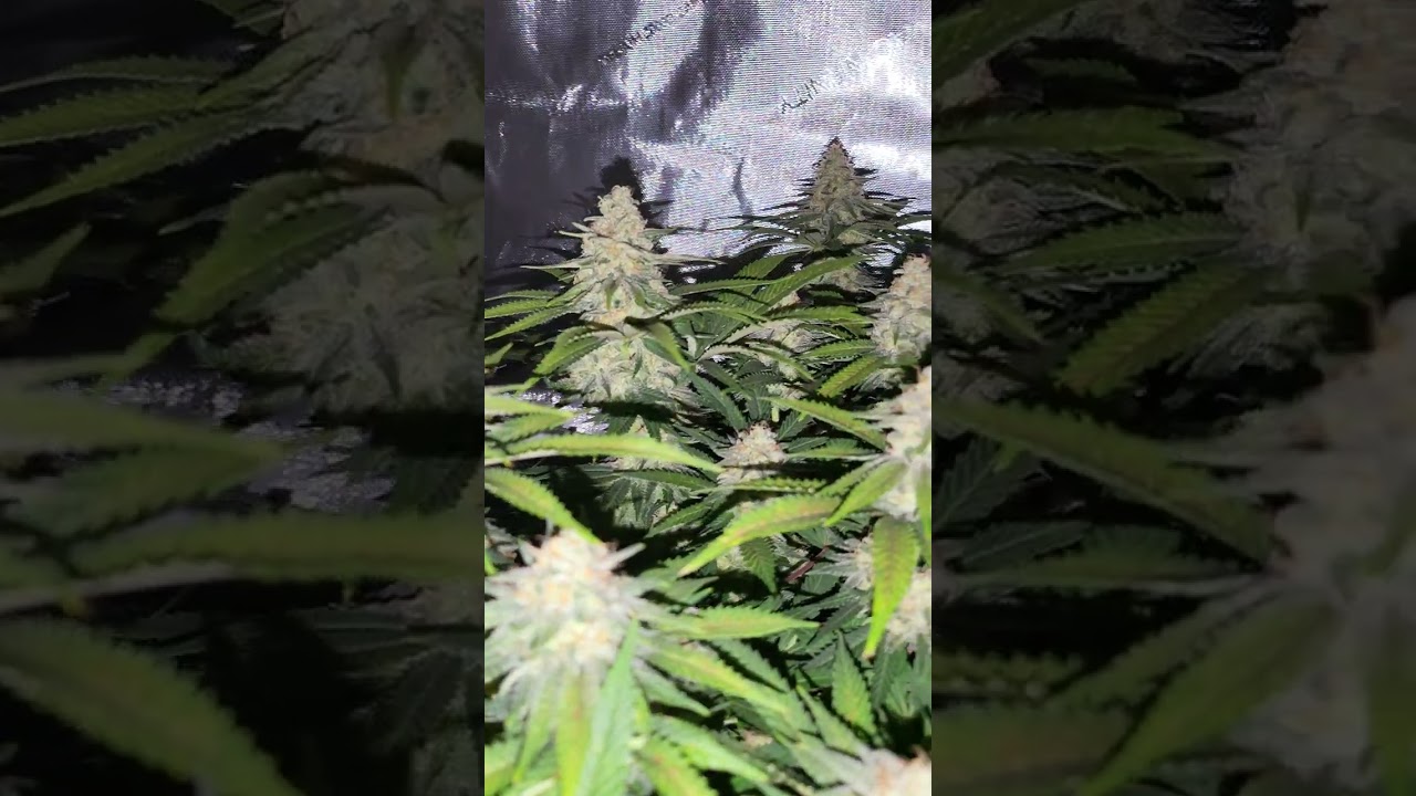 Canuk Cookie and Cream Feminized | Flowering, week 8! | Night shot!