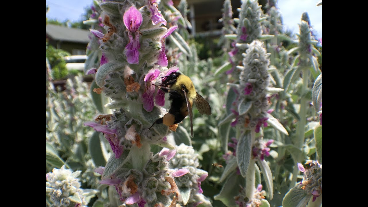 Bumblebee + Lambs Ear