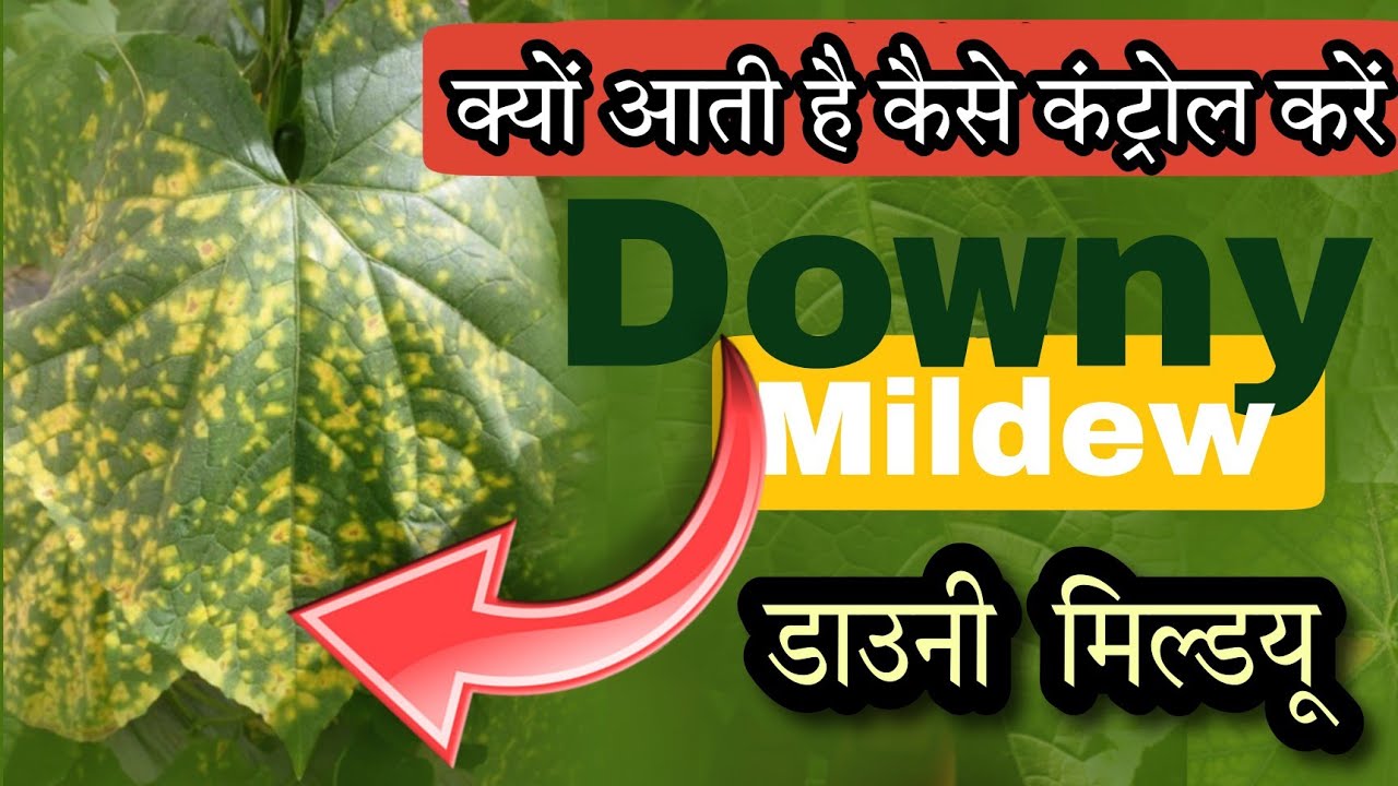 Downy Mildew treatment| कैसे करें डाउनी मिलडायू को कंट्रोल|by PC Verma