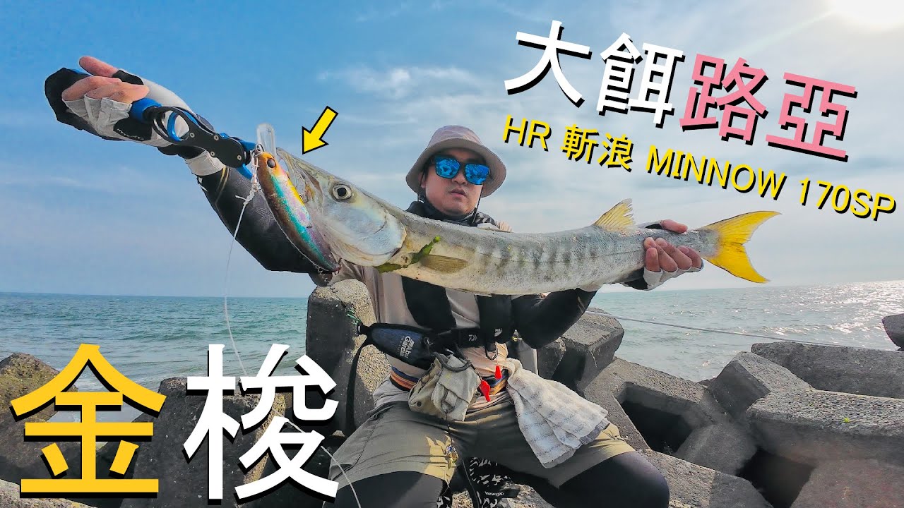 金色尾巴的竹梭？今天來搞美味版本的竹梭~ 金梭! 管你什麼梭，果然都愛吃這隻米諾！ 