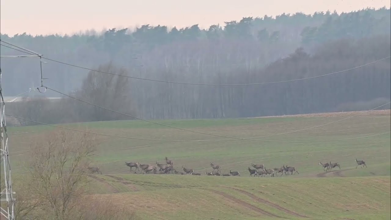 Chmara jeleni na polu 