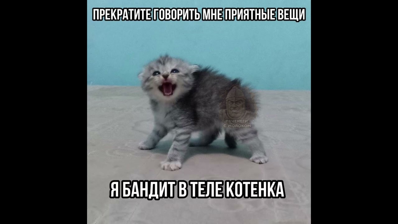 Кот, ты чего такой суровый?