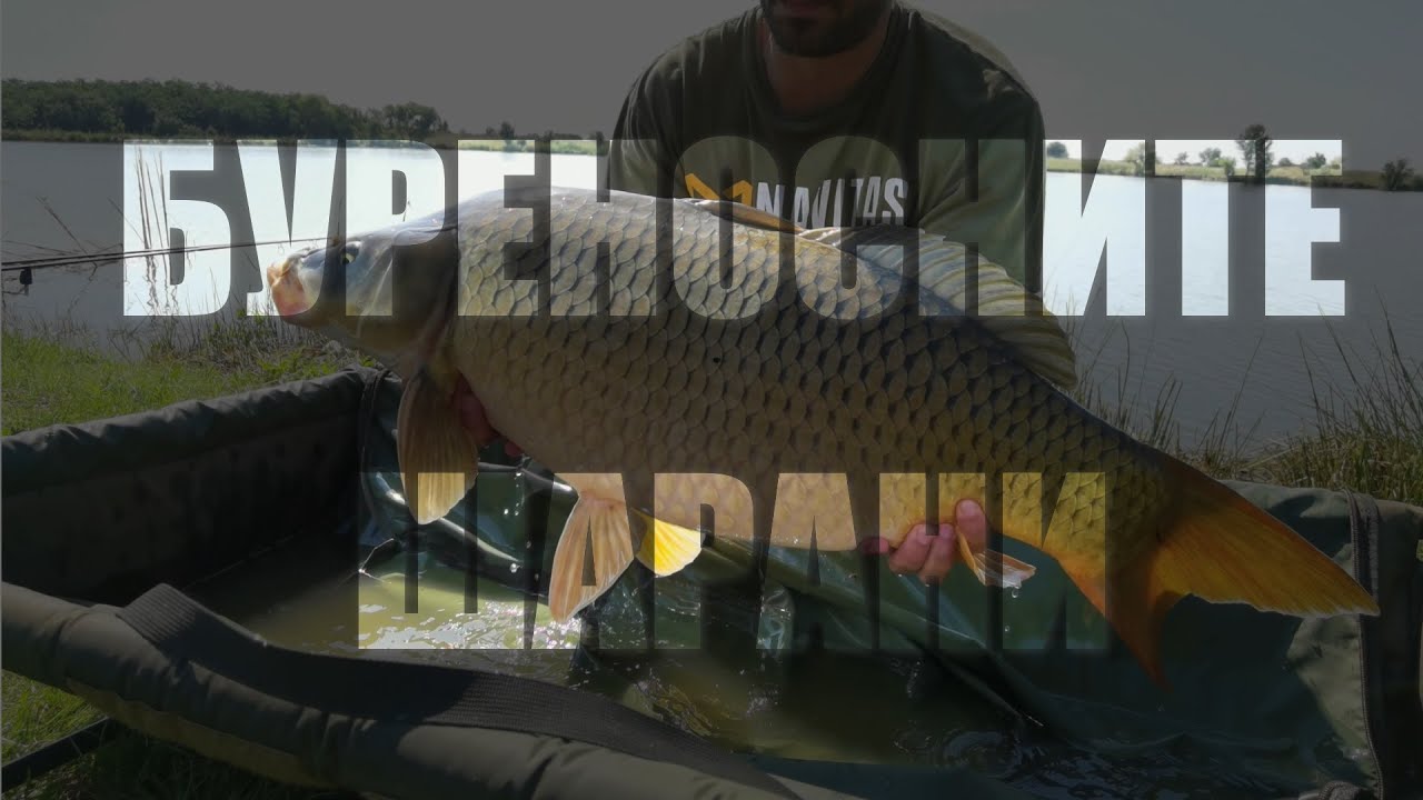 Буреносните Шарани | Carp Fishing |