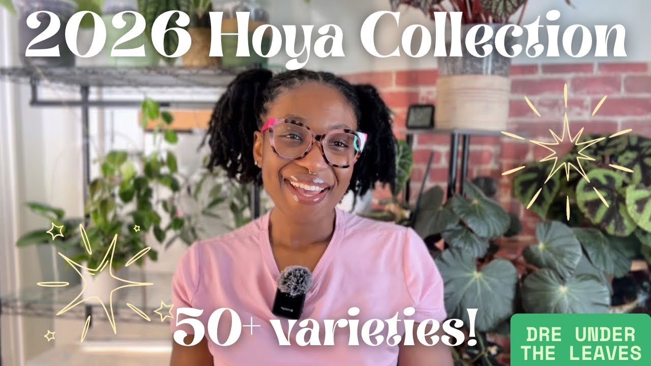 My Hoya Collection 2026 🌿 50+ Varieties, Growth Updates & Care Reflections