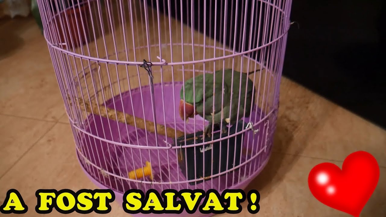 L-a SALVAT pe CICO !   (: e din nou acasă