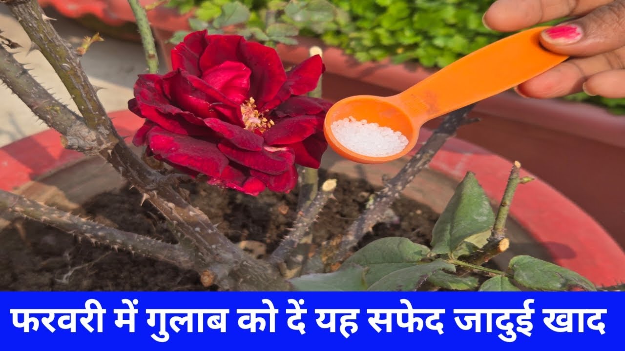 फरवरी में गुलाब को दें यह सफेद जादुई खाद  /rose plant care in February