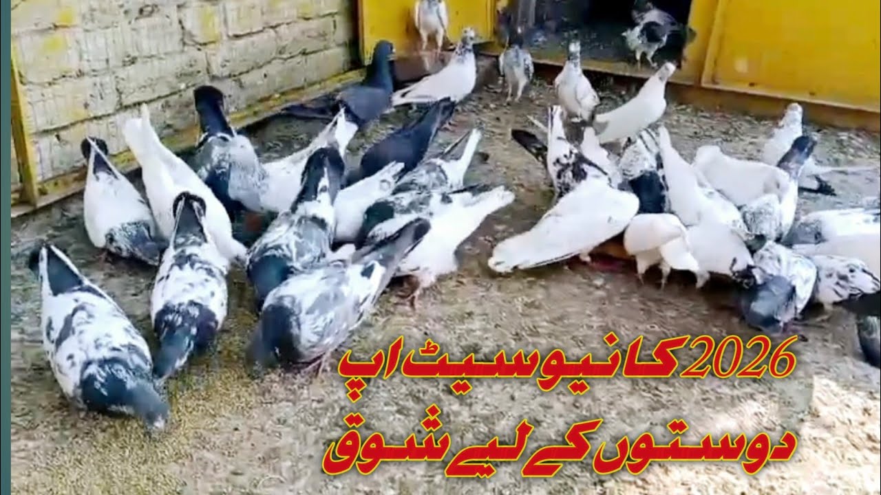 Highflyer pigeon lover