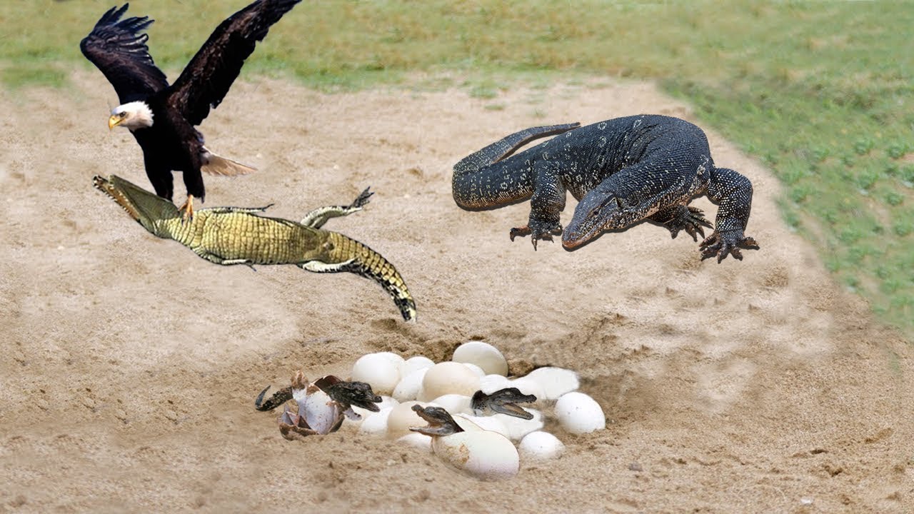 Thank God! Dikkop Bird Protect Crocodile Eggs From Monitor Lizard Eating, Wolf Save Baby From Bear