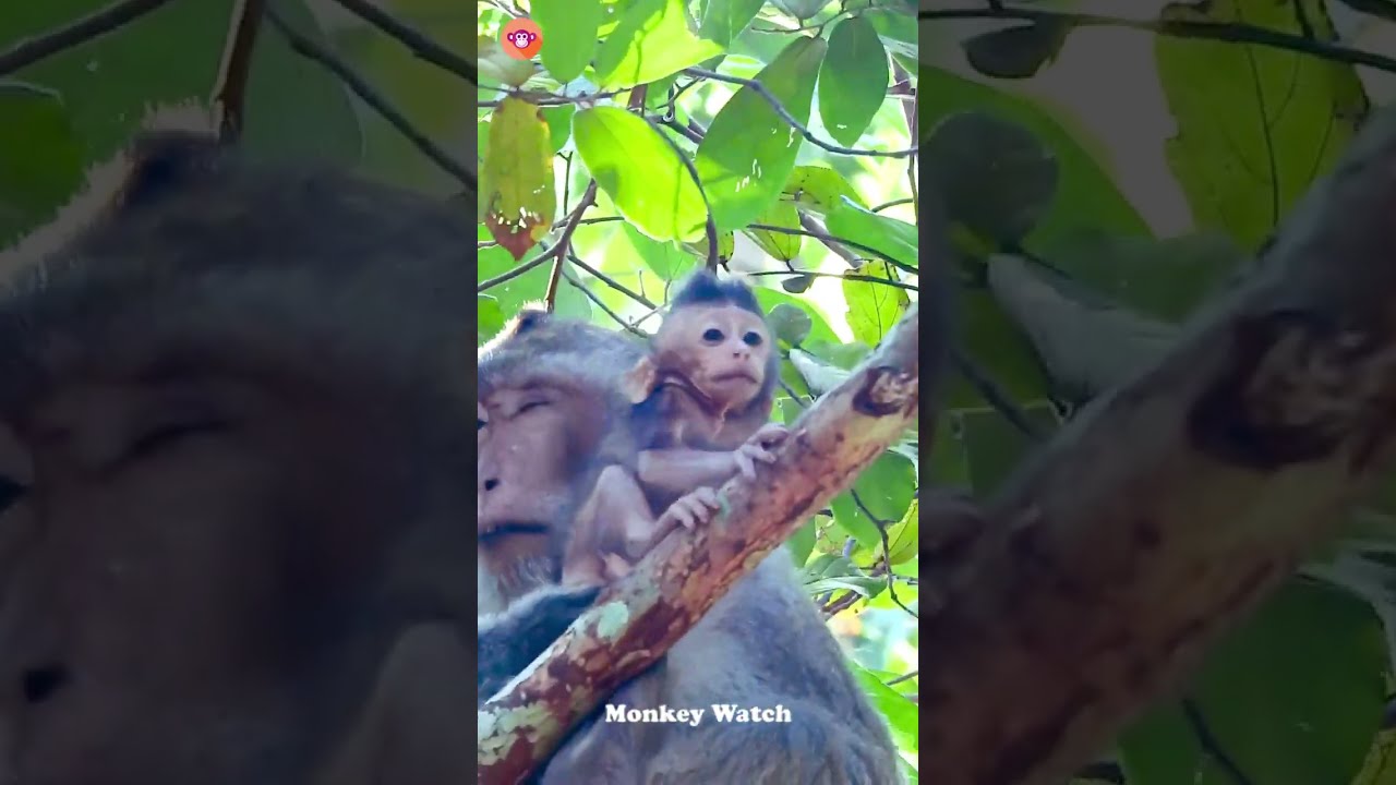 Why papa monkey do like this