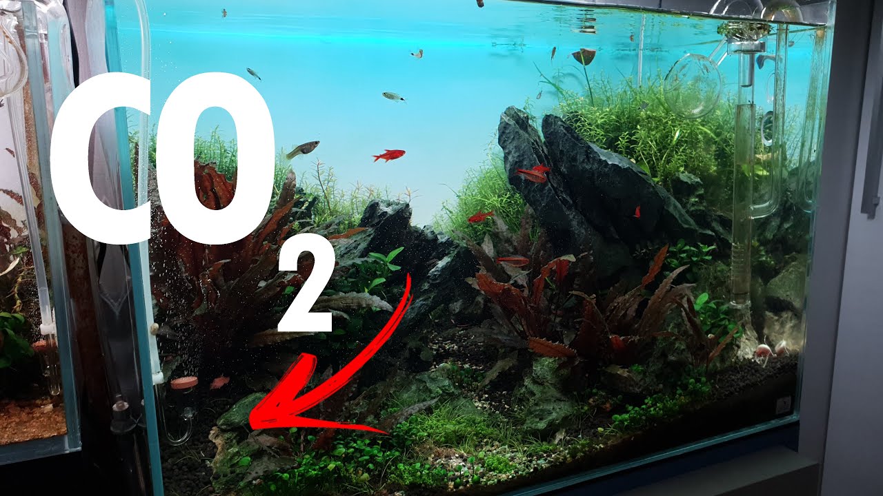 CO2 em aquários SIMPLES e FÁCIL para TODOS!
