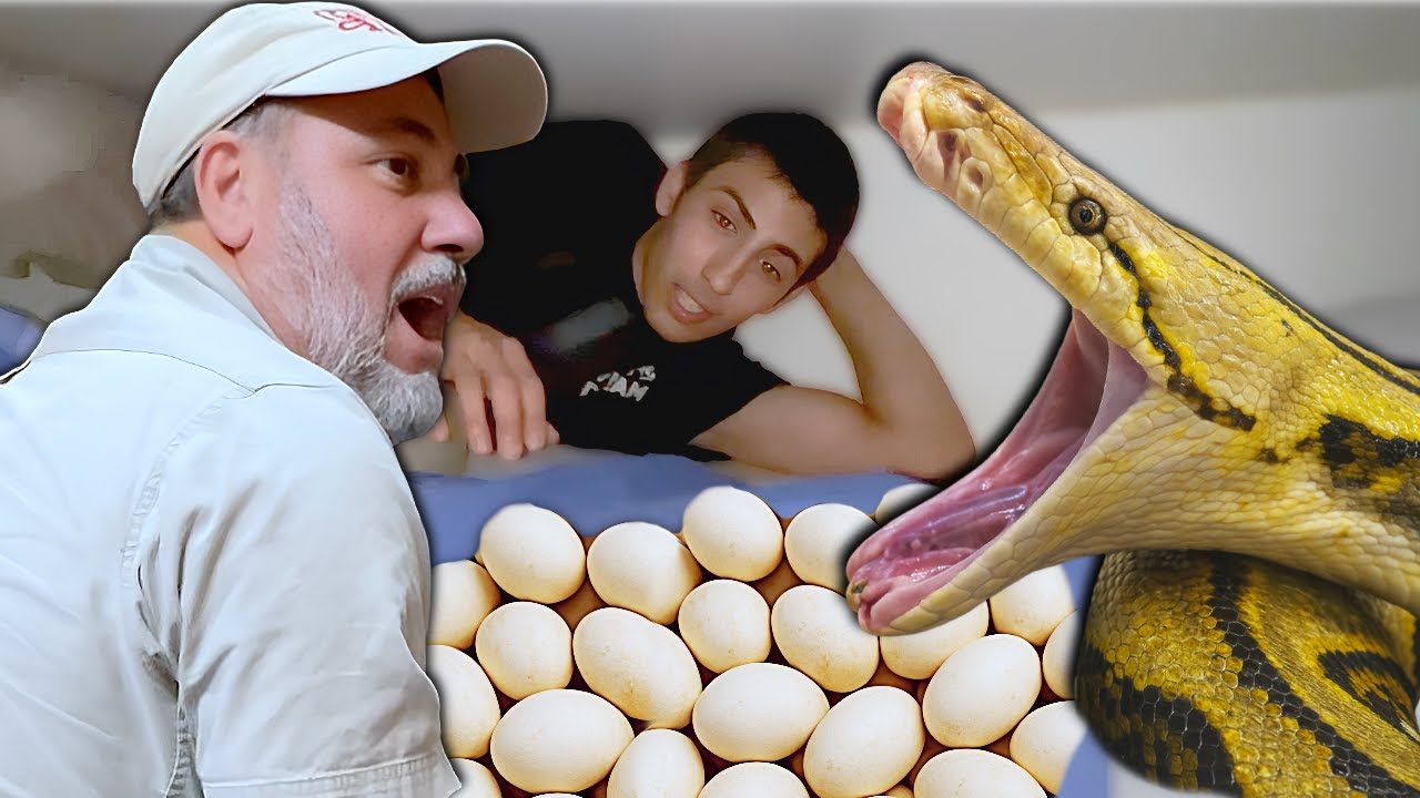 This Huge Snake Laid Eggs Where?! 😱🐍