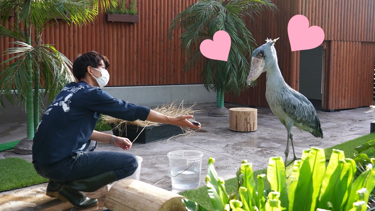 魚よりお兄さんが好きなふたばちゃんが可愛すぎる😻　ハシビロコウ